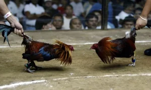 Đá Gà Cựa Sắt – Giải Trí Đỉnh Cao Cơ Hội Thắng Lớn Tại 88BET